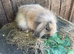 Mini Lion Lop Female Baby
