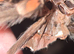 SAF Brachypelma Auratum