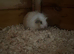 1 cute boy available now