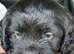 Cookerpoo mix breed