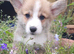 Pedigree IKC Red & White Pembroke Welsh Corgi Male Pups from Champion lines