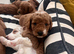 Outstanding Australia Labradoodle Puppies