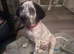 Dalmatian x Sprollie