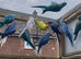 Indian Ringneck