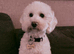 cockapoo <3