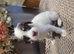 Beautiful jackapoo puppies