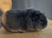 Rex Boar