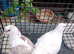 Pigeon for sale