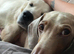 Male 4 year old miniature Dachshund