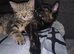 2 kittens