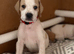 Stunning Pedigree pointer puppies- will steal your heart