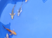 small koi &pound;5 butterfly &pound;6
