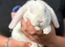 Gorgeous Mini Plush Lop Rabbits