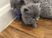 British short hair kittens