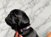 Pug puppies