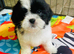 Shihchon Teddy Bear Girl Puppies (Shih Tzu x Bichon Frise)