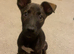 Belgian Malinois puppy