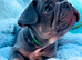 7 pure-bred Lilac and Chocolate Puppies