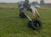 For sale henny 6yo cob mare