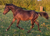 Part-bred colt