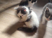 Price reduction###Bengal x Norwegian Forrest kittens