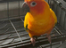 Sun conure