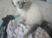 2 beautiful ragdoll kittens