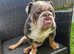 Stunning lilac and tan British  bulldog  for  stud