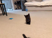 Kittens ready to leave
