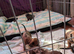 Miniature dachshund puppys