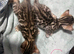 Bengal girls