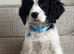 Cavalier x cavapoo puppies fully vaccinated