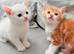 Stunning and very playful  kittens ginger white male female