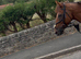 Stunning chestnut mare! Super safe and pretty / viewings available for bank holiday