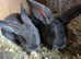 Male blue black boy carries the blue and harlequin gene 10 weeks old