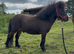 Super cute, welll bred Shetland gelding