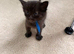 Black kittens