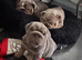 English bulldog pups