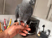African grey Pirates for sale