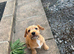 Jack Russel x Lakeland terrier