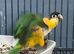 Hand Reared Baby Black Headed Caiques