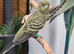Green blackface budgie