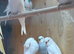 Budgies both male and female