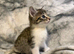 Adorable Kittens Need A New Home