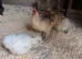 7 Hens free of charge to a good home