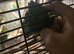 Hand reared amazon with cage