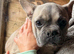 Isabella girl frenchie