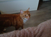 Nurtured male cat