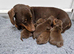 Chocolate and tan dashund puppy last 1 reaming