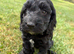Beautiful Cockapoo boy Puppy &ndash; 1 Boy left